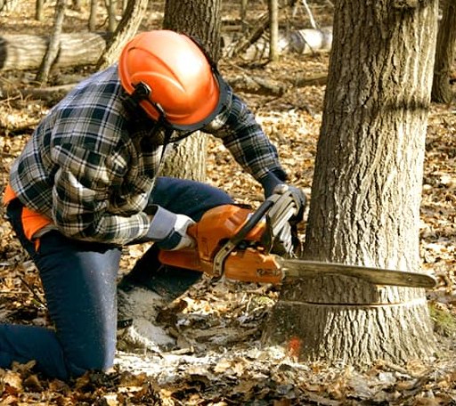 Tree Removal in Fairview, NC
